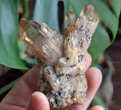 Natural Citrine Cluster Specimen