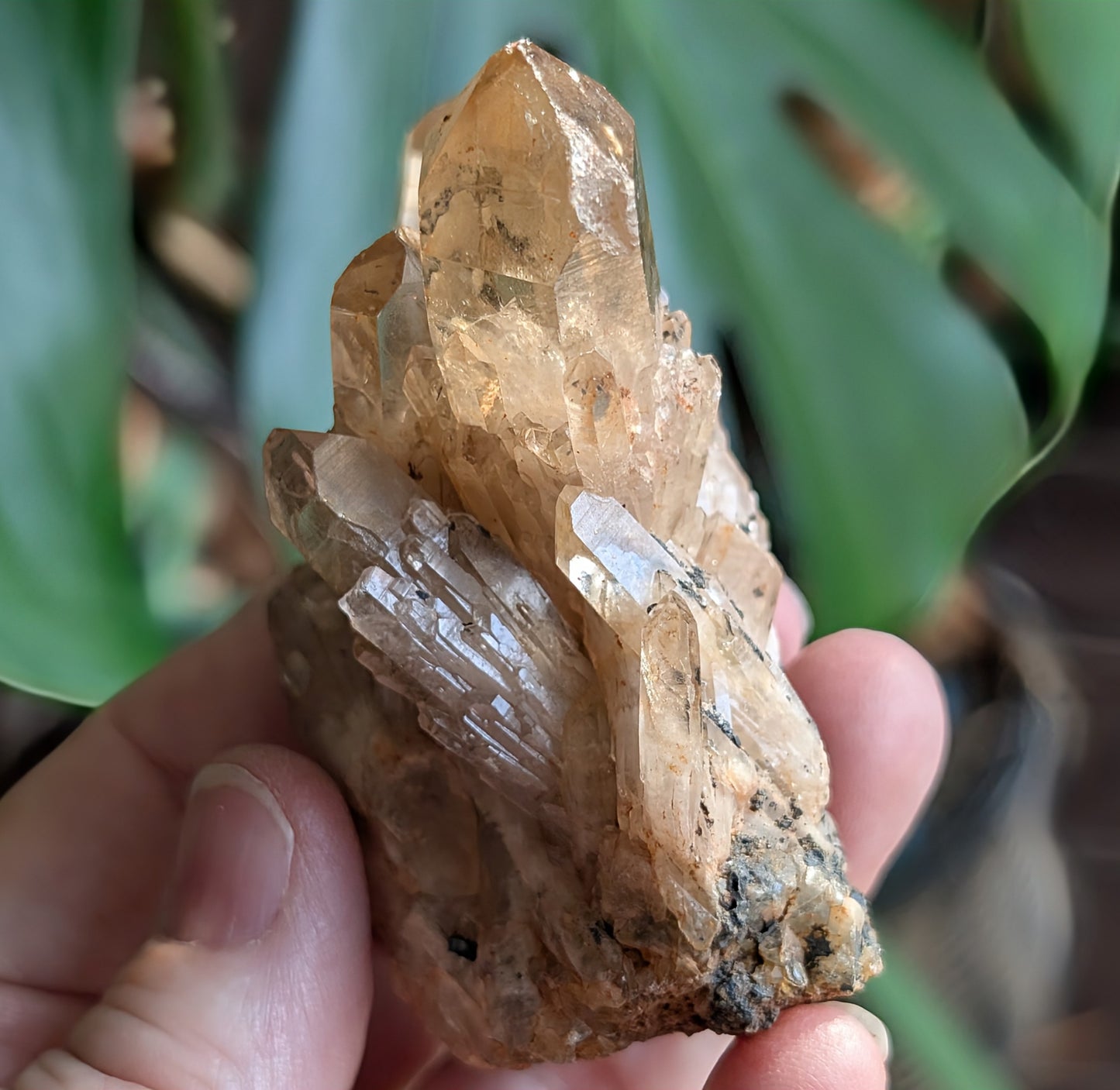 Natural Citrine Cluster Specimen