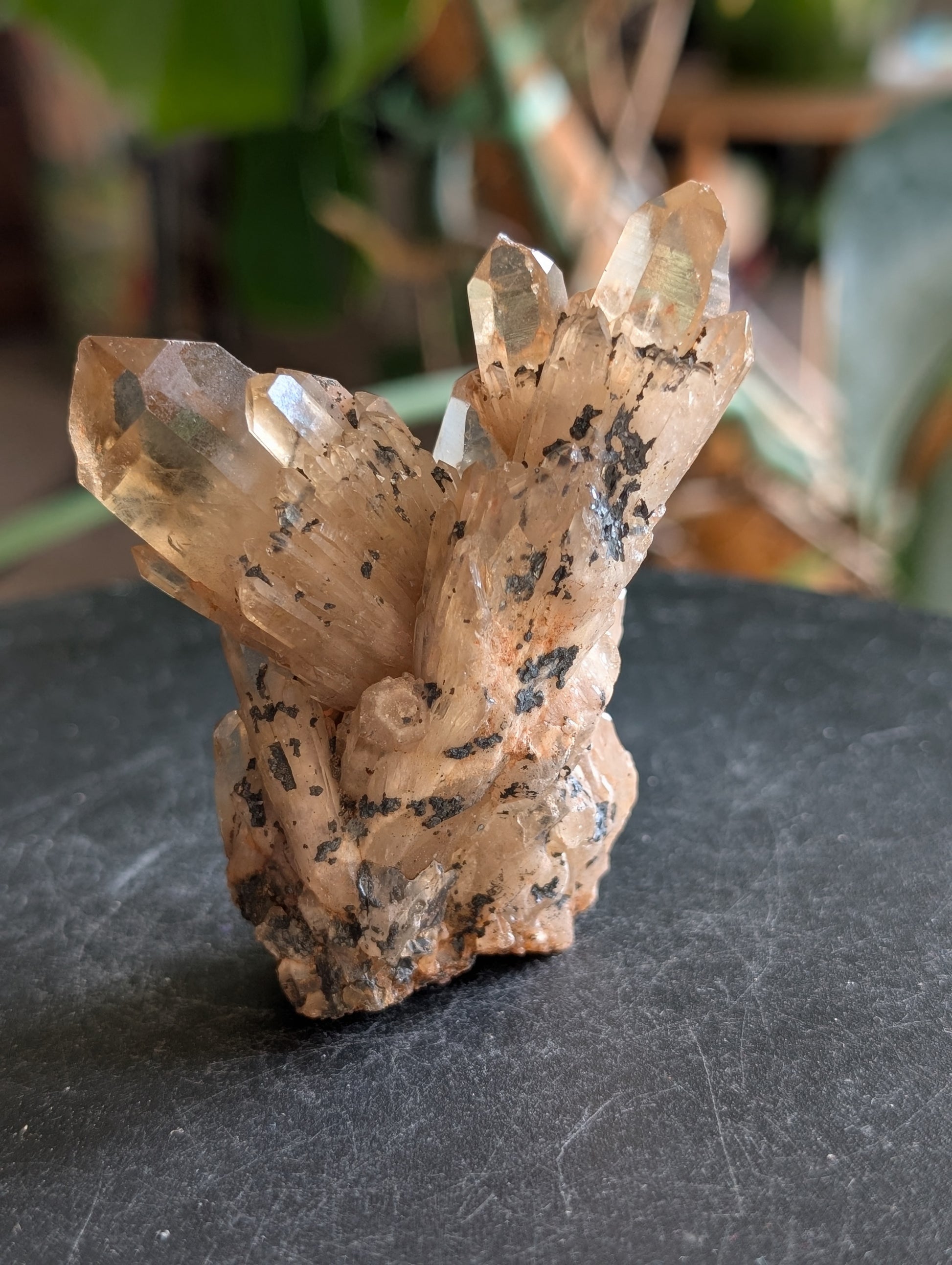 Natural Citrine Cluster Specimen