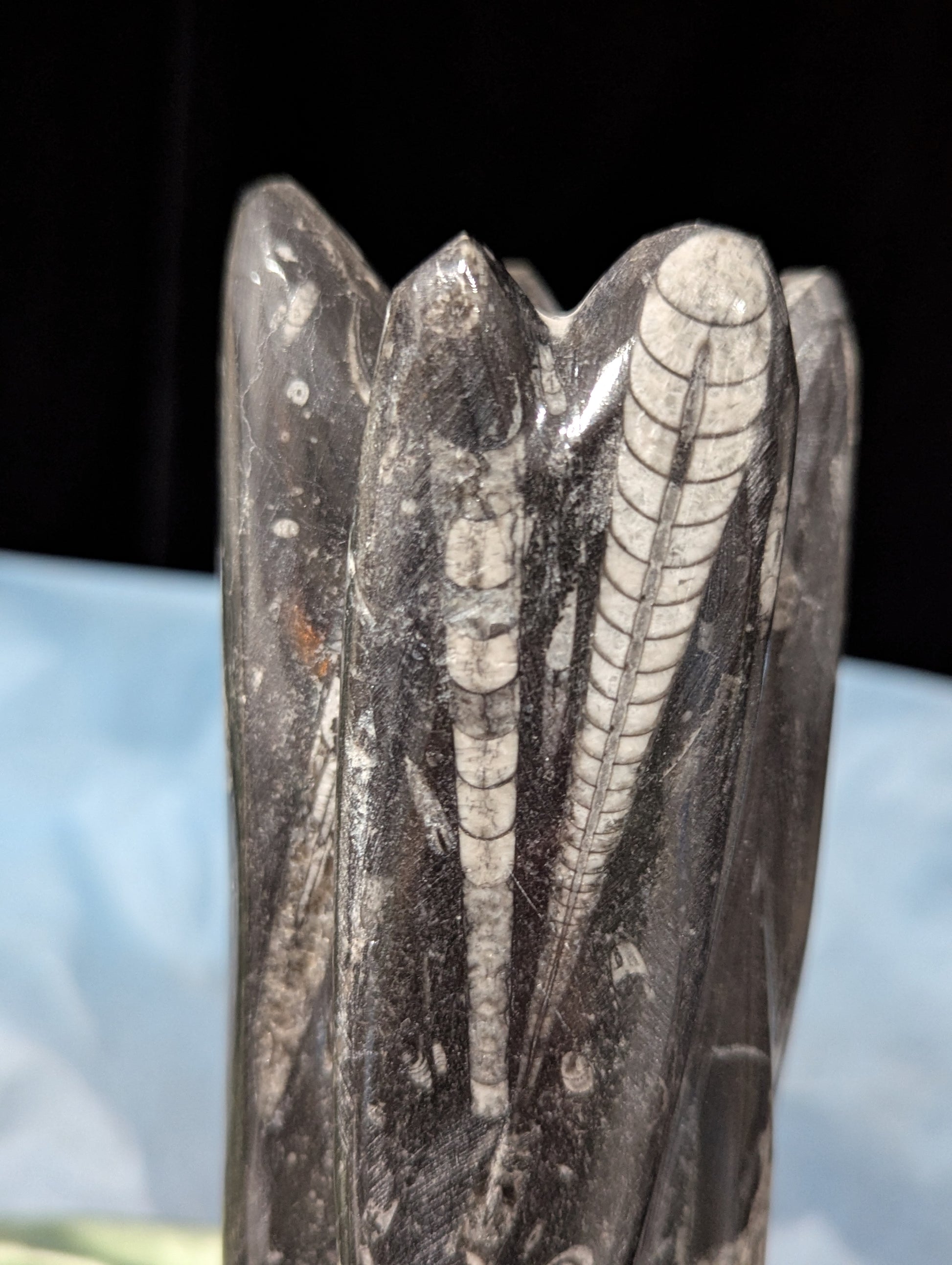 Orthoceras Tower