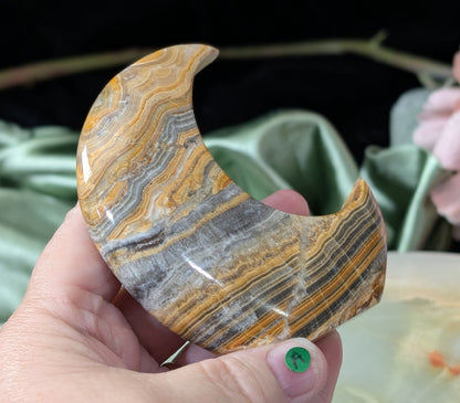Pakistani Banded Bumblebee Jasper Moon