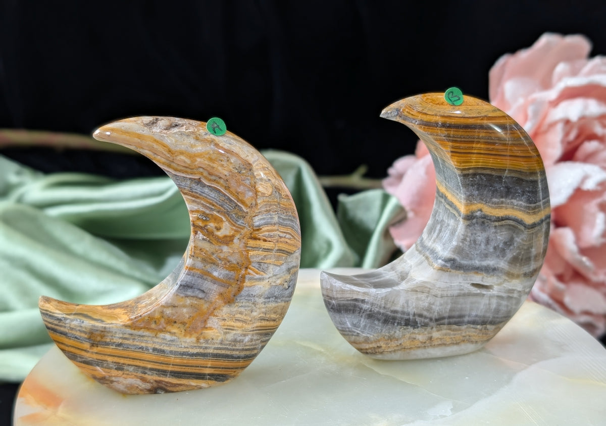 Pakistani Banded Bumblebee Jasper Moons