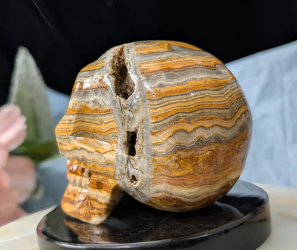 Pakistani Bumblebee Jasper Skull