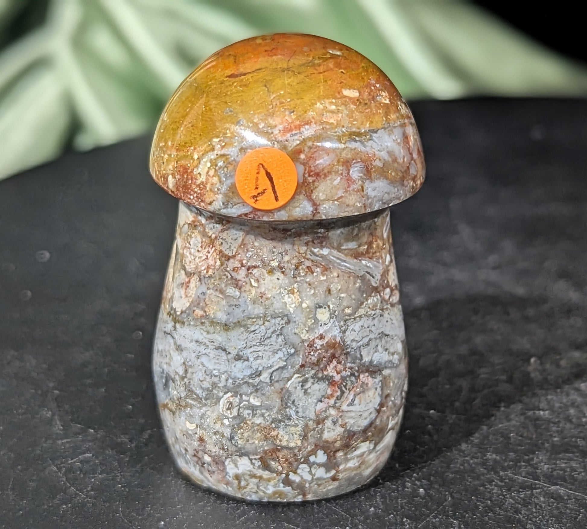 Petrified Wood Mushroom
