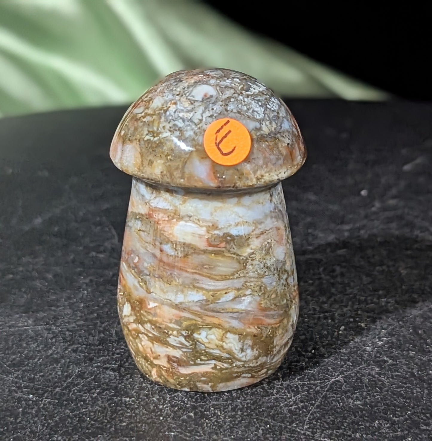 Petrified Wood Mushroom