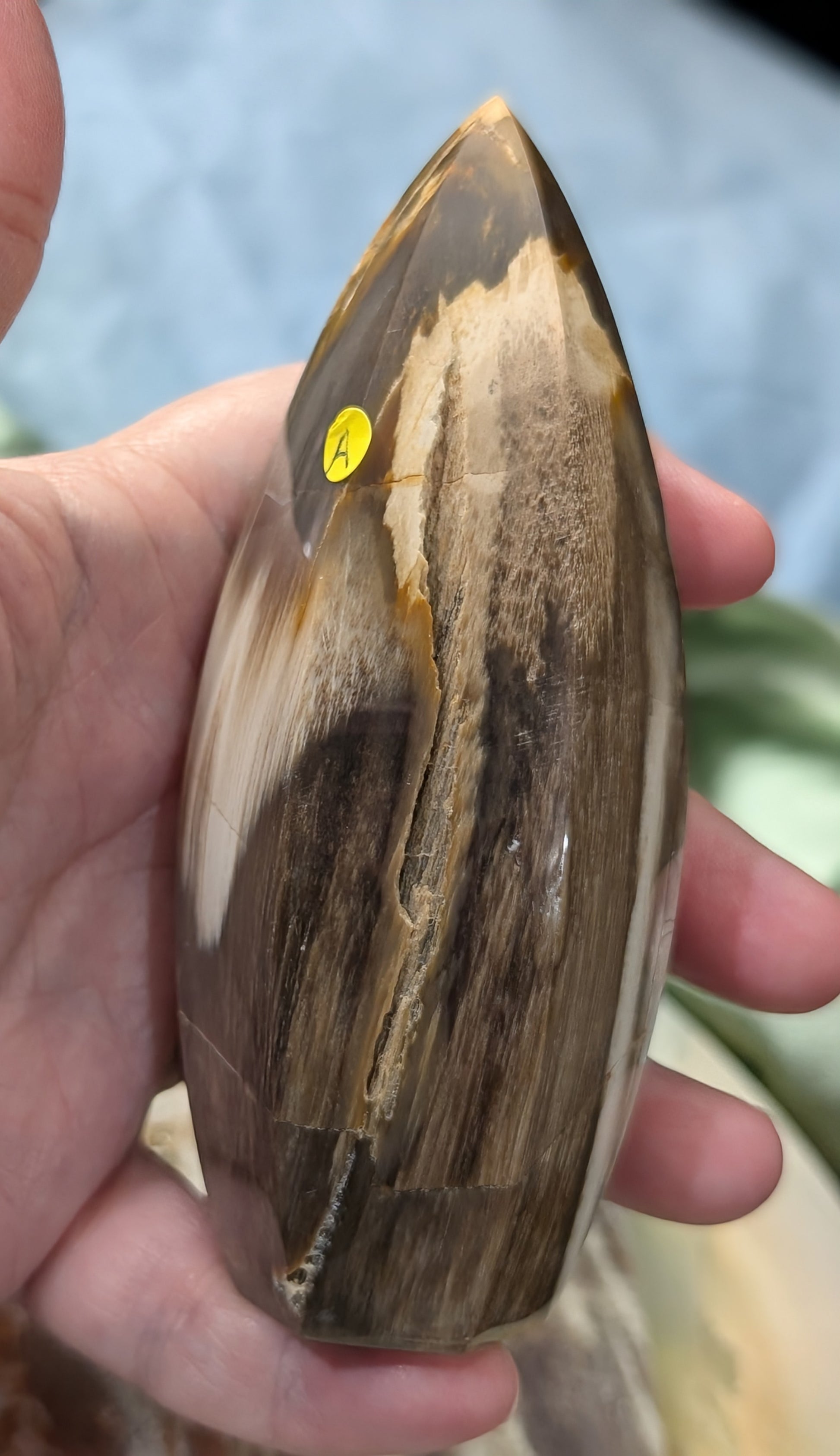 Petrified Wood Spear Point Flame