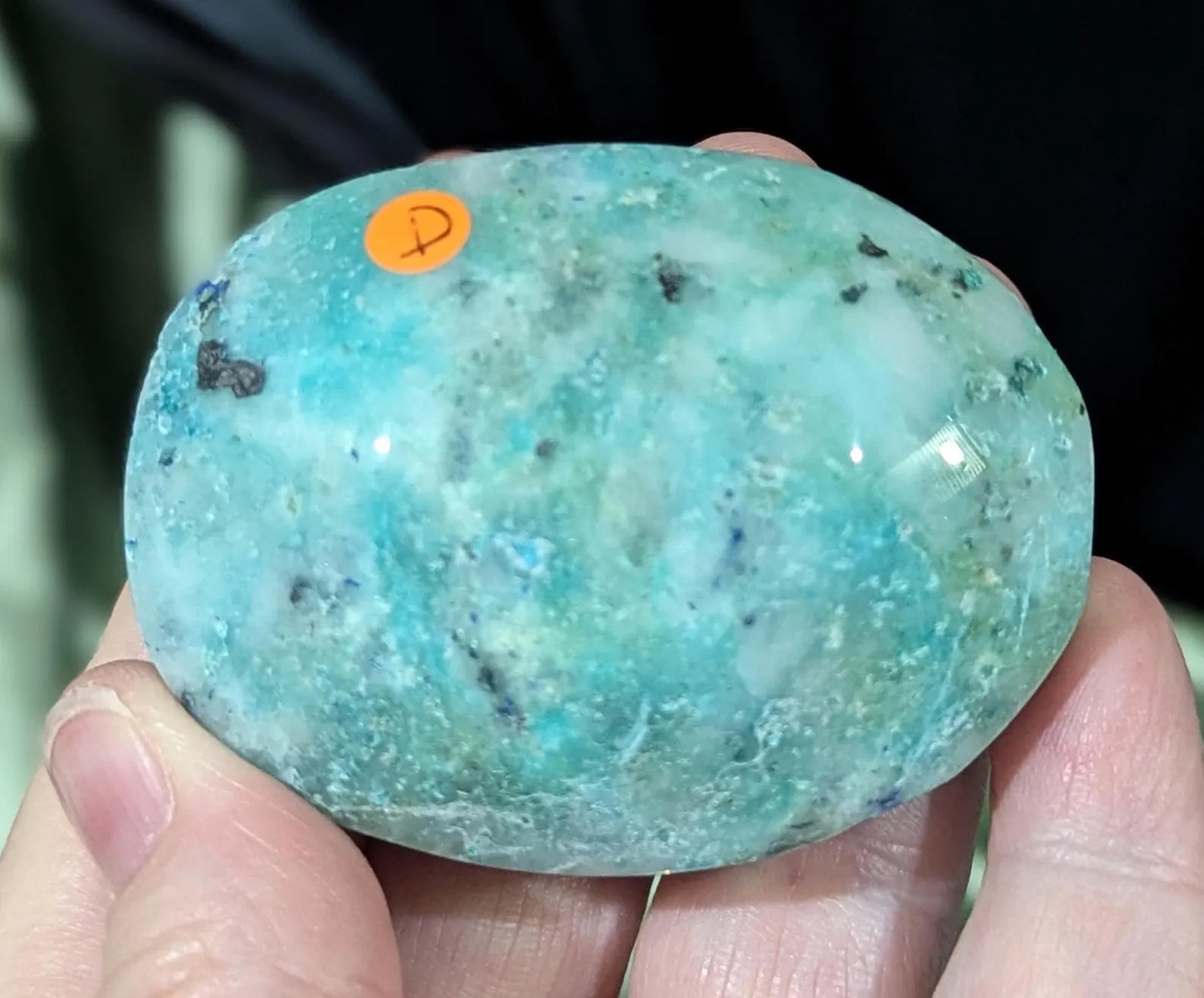 Phoenix Stone Palm Stone