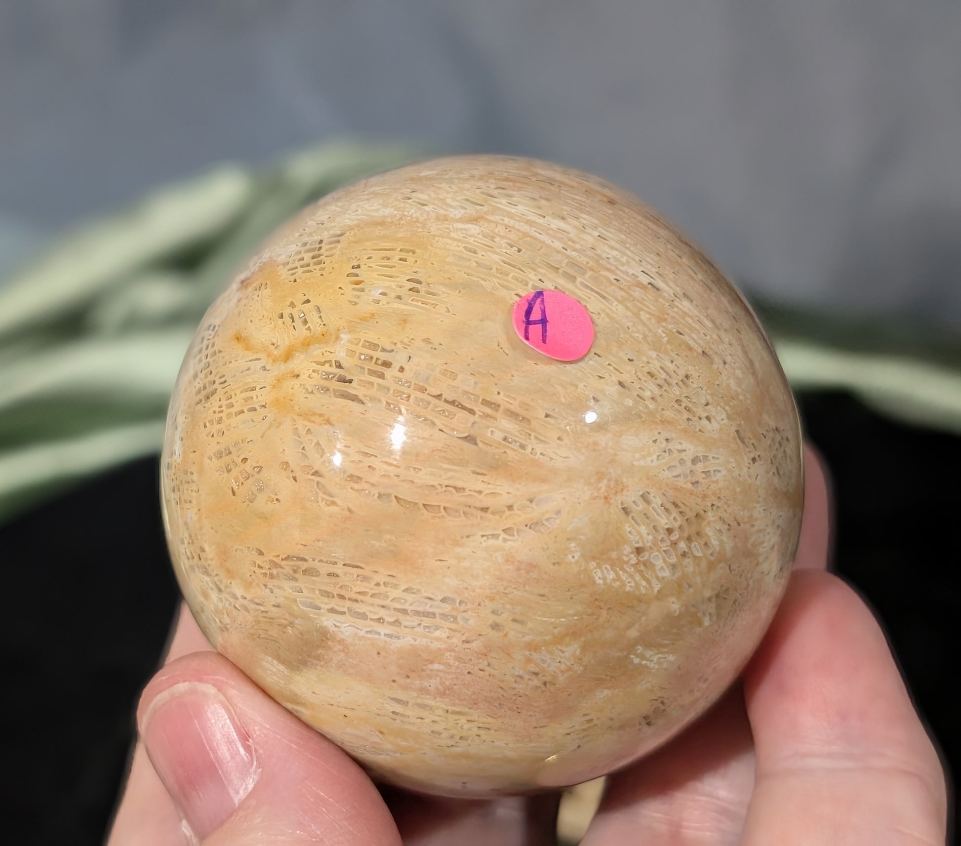 Pink Fossil Jasper Sphere