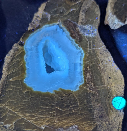 UV Reactive Green Petrified Wood Slab 1A4