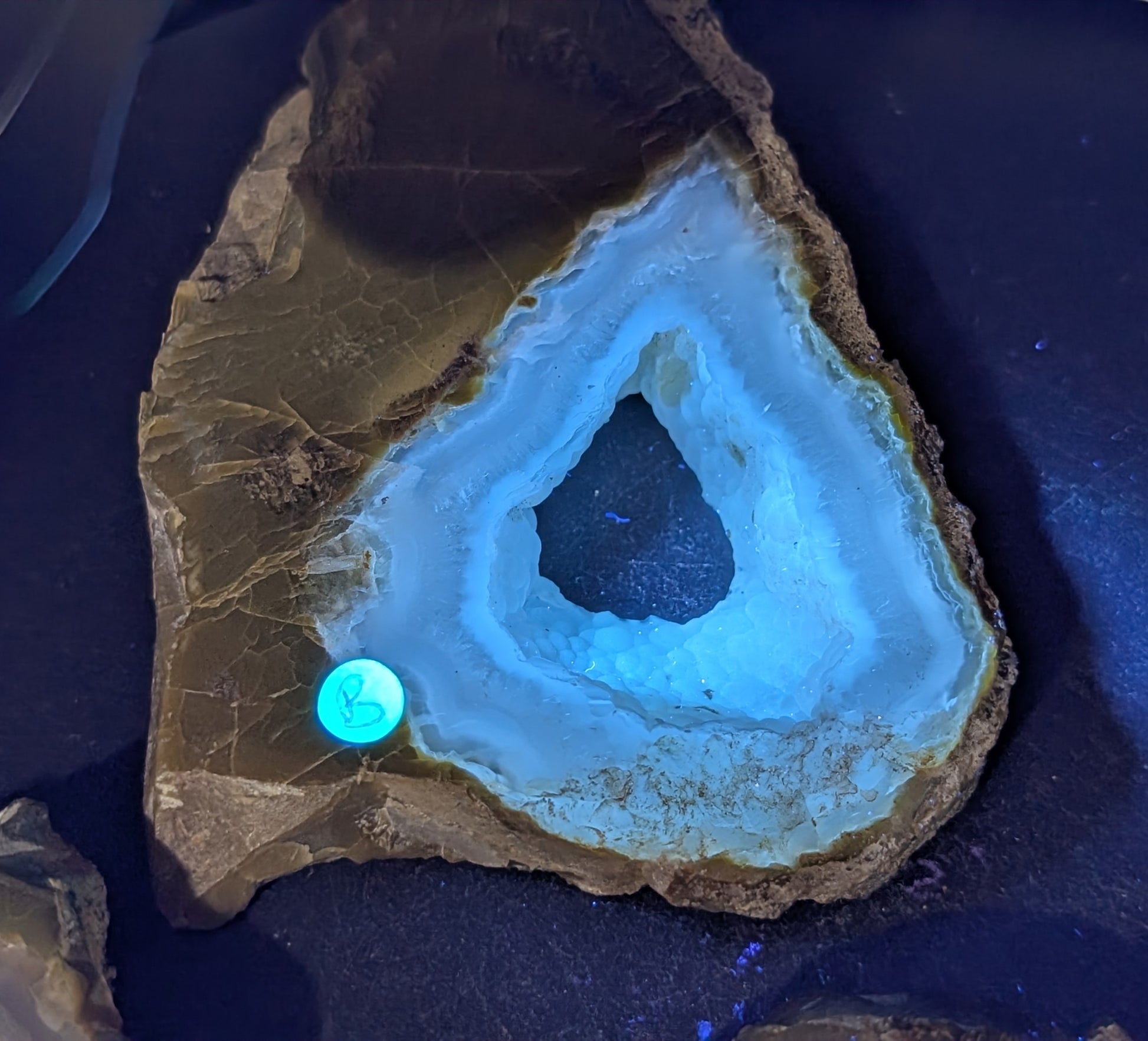 UV Reactive Green Petrified Wood Slab 1B4