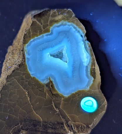 UV Reactive Green Petrified Wood Slab 1D3
