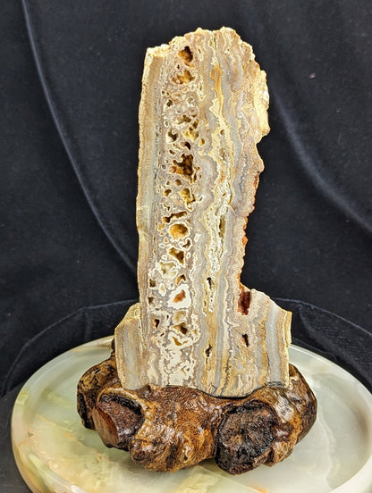 Yellow Crazy Lace Agate Geode Specimen with Mistletoe Wood Stand 1G