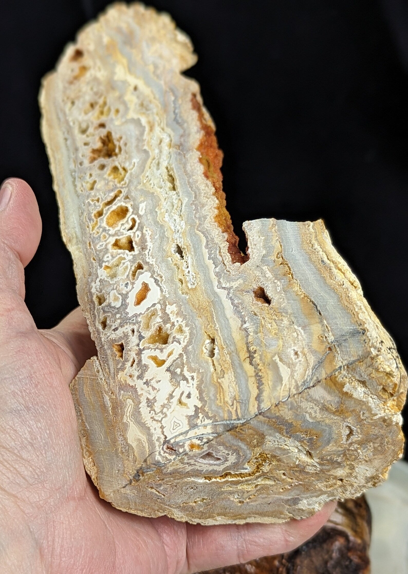 Yellow Crazy Lace Agate Geode Specimen with Mistletoe Wood Stand 1H