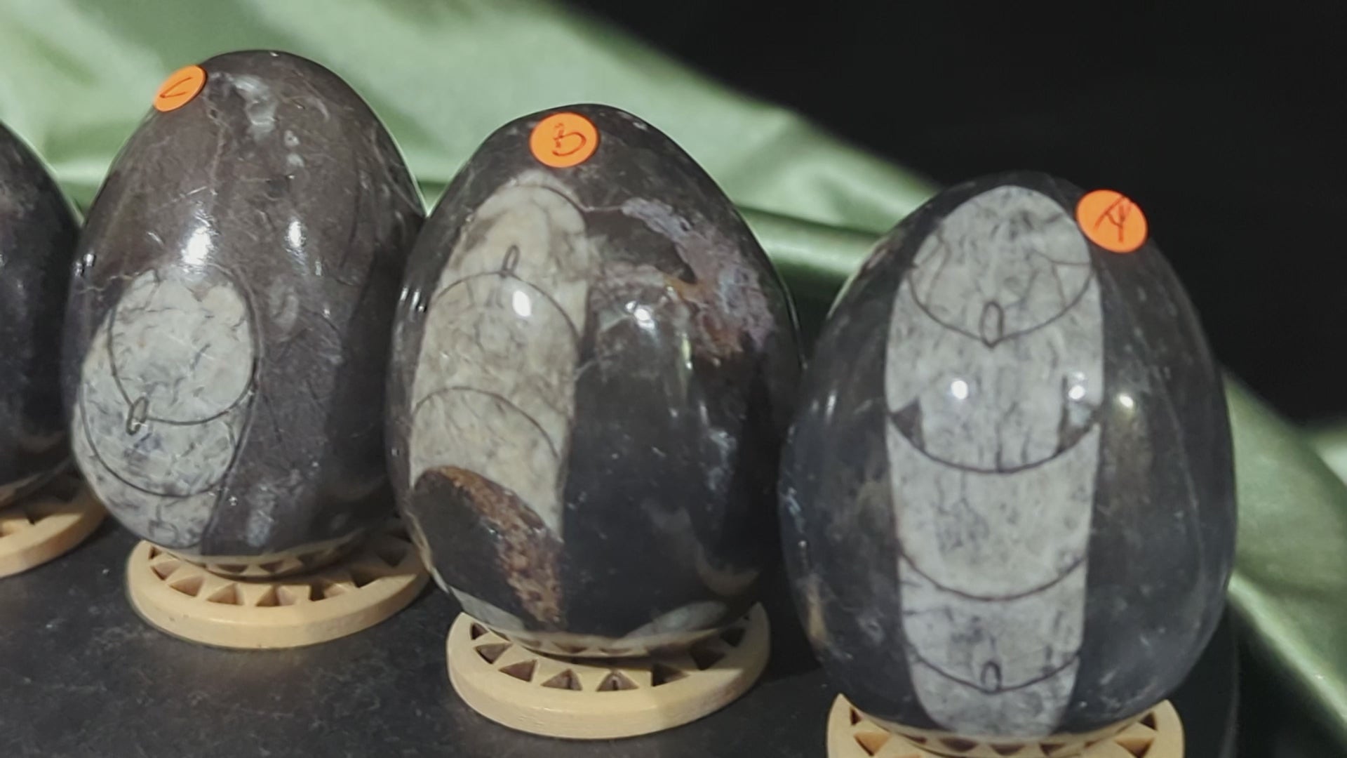 Orthoceras Fossil Eggs
