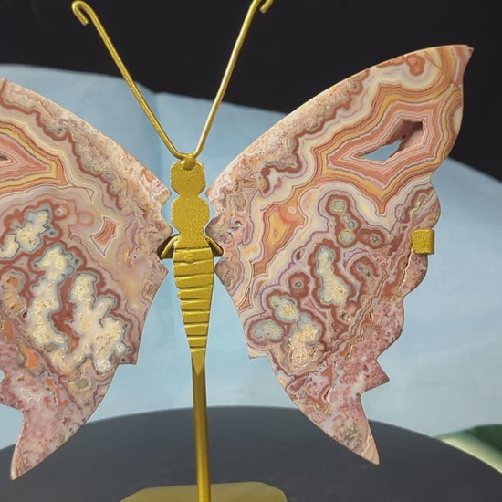 Pink Crazy Lace Butterfly