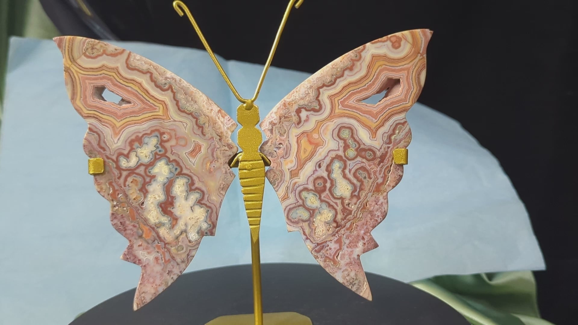 Pink Crazy Lace Butterfly